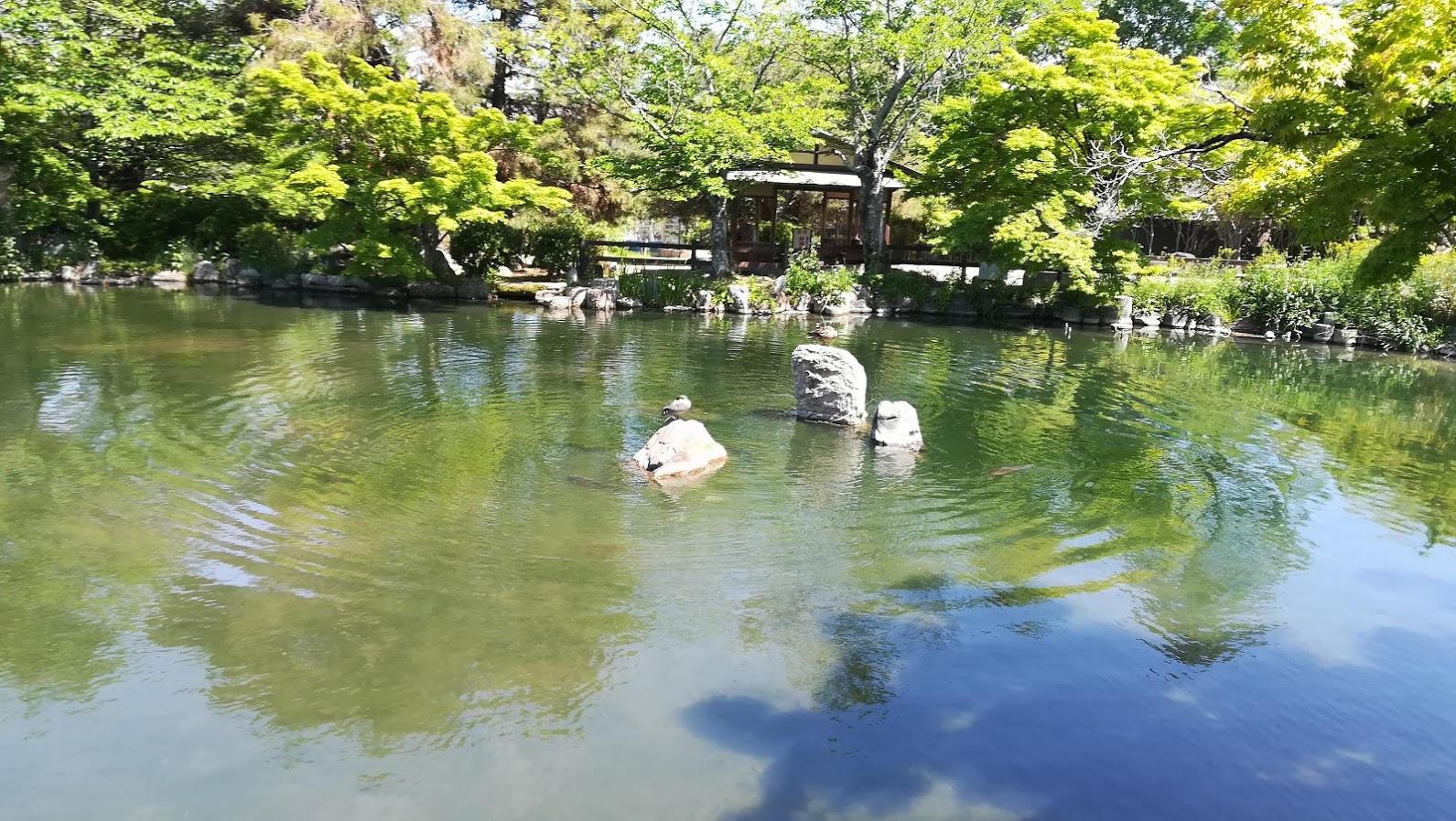 円山公園　池