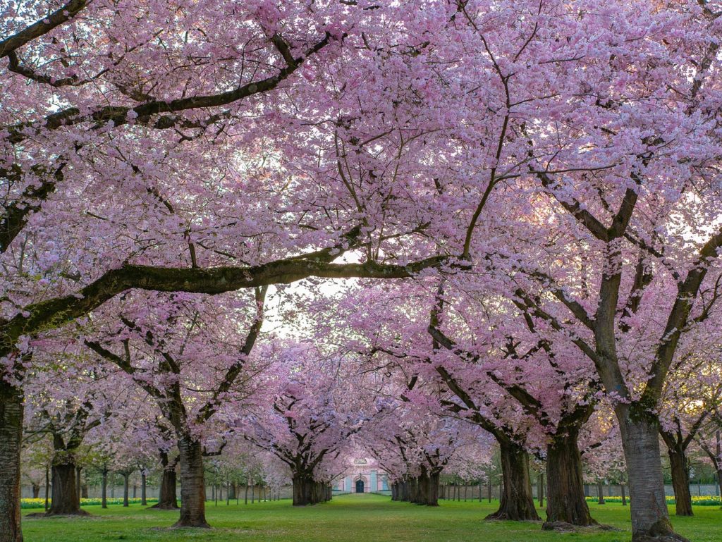 桜の園　イメージ